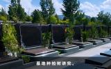 墓地栽柏樹幾棵好？墓地種柏樹講究