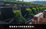 墓地栽什么樹對(duì)后人好？墓地栽這6種樹寓意特別好