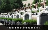 一般墓地種多少棵柏樹吉利？