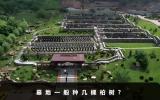 墓地一般種幾棵柏樹(shù)？