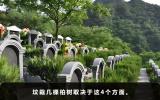 祖墳栽幾棵柏樹好？祖墳栽幾棵柏樹取決于這4個方面